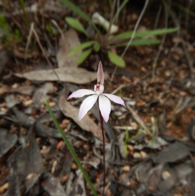 Caladenia fuscata (Dusky Fingers) at Belconnen, ACT - 17 Sep 2016 by CathB