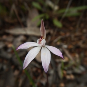 Caladenia fuscata at Belconnen, ACT - suppressed