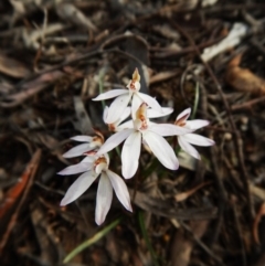 Caladenia fuscata (Dusky Fingers) at Aranda Bushland - 17 Sep 2016 by CathB