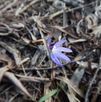 Cyanicula caerulea (Blue Fingers, Blue Fairies) at Aranda Bushland - 17 Sep 2016 by CathB