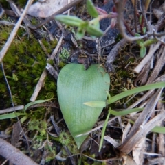 Eriochilus cucullatus (Parson's Bands) at Aranda Bushland - 17 Sep 2016 by CathB