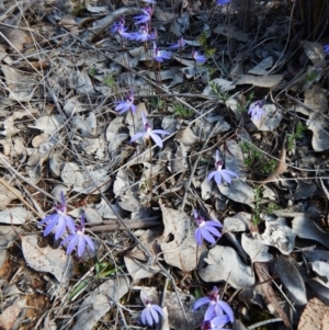 Cyanicula caerulea at Aranda, ACT - 17 Sep 2016