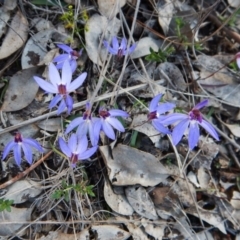 Cyanicula caerulea at Aranda, ACT - 17 Sep 2016