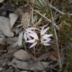 Caladenia fuscata (Dusky Fingers) at Aranda Bushland - 17 Sep 2016 by CathB