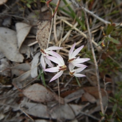 Caladenia fuscata (Dusky Fingers) at Aranda Bushland - 17 Sep 2016 by CathB