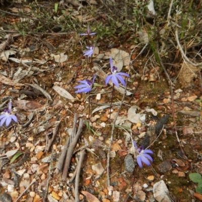 Cyanicula caerulea (Blue Fingers, Blue Fairies) at Aranda, ACT - 17 Sep 2016 by CathB