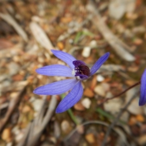 Cyanicula caerulea at Aranda, ACT - suppressed