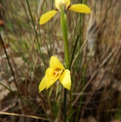 Diuris chryseopsis (Golden Moth) at Belconnen, ACT - 17 Sep 2016 by CathB