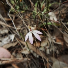 Caladenia fuscata (Dusky Fingers) at Belconnen, ACT - 17 Sep 2016 by CathB