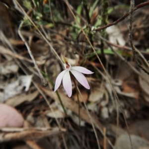 Caladenia fuscata at Belconnen, ACT - 17 Sep 2016