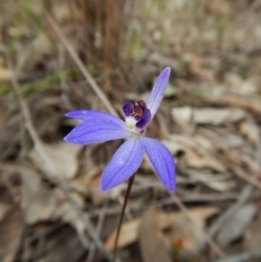 Cyanicula caerulea (Blue Fingers, Blue Fairies) at Aranda Bushland - 17 Sep 2016 by CathB