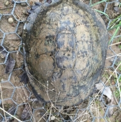 Chelodina longicollis (Eastern Long-necked Turtle) at Gungahlin, ACT - 18 Sep 2016 by CedricBear