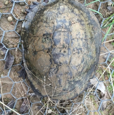 Chelodina longicollis (Eastern Long-necked Turtle) at Gungahlin, ACT - 18 Sep 2016 by CedricBear