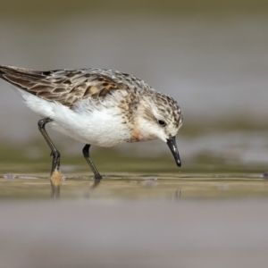 Calidris ruficollis at Mogareeka, NSW - 16 Sep 2016 08:42 AM