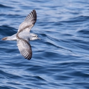 Pachyptila turtur at Eden, NSW - 14 Aug 2015