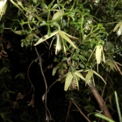 Clematis leptophylla (Small-leaf Clematis, Old Man's Beard) at Campbell, ACT - 18 Sep 2016 by SilkeSma