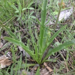 Plantago coronopus subsp. commutata at Majura, ACT - 18 Sep 2016 by SilkeSma