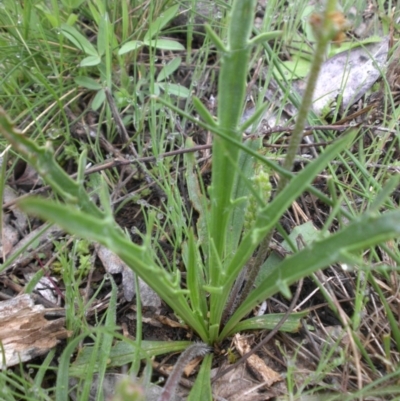Plantago coronopus subsp. commutata at Mount Ainslie - 17 Sep 2016 by SilkeSma