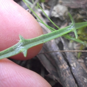 Plantago coronopus subsp. commutata at Majura, ACT - 18 Sep 2016 09:02 AM