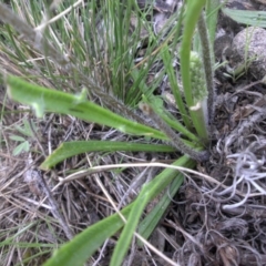 Plantago coronopus subsp. commutata at Majura, ACT - 18 Sep 2016