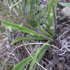 Plantago coronopus subsp. commutata at Majura, ACT - 18 Sep 2016 09:02 AM