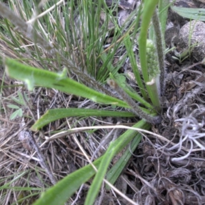 Plantago coronopus subsp. commutata at Majura, ACT - 18 Sep 2016