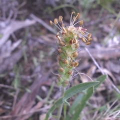 Plantago coronopus subsp. commutata at Majura, ACT - 18 Sep 2016 09:02 AM