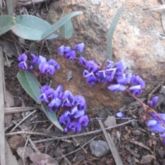 Hardenbergia violacea (False Sarsaparilla) at Majura, ACT - 17 Sep 2016 by SilkeSma