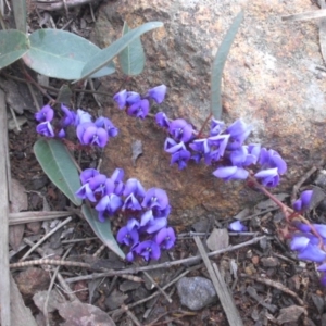 Hardenbergia violacea at Majura, ACT - 18 Sep 2016