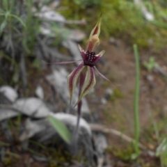 Caladenia actensis (Canberra Spider Orchid) by SilkeSma