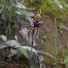 Caladenia actensis (Canberra Spider Orchid) at Mount Ainslie - 18 Sep 2016 by SilkeSma