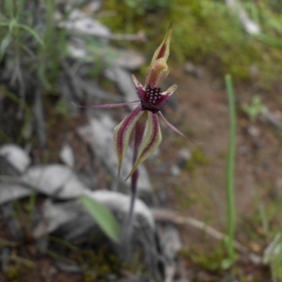 Caladenia actensis (Canberra Spider Orchid) at Mount Ainslie - 18 Sep 2016 by SilkeSma
