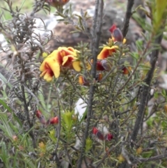 Dillwynia sericea (Egg And Bacon Peas) at Mount Ainslie - 18 Sep 2016 by SilkeSma