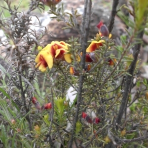 Dillwynia sericea at Ainslie, ACT - 18 Sep 2016