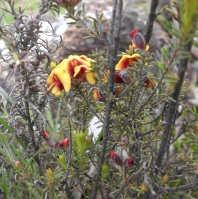 Dillwynia sericea (Egg And Bacon Peas) at Ainslie, ACT - 18 Sep 2016 by SilkeSma