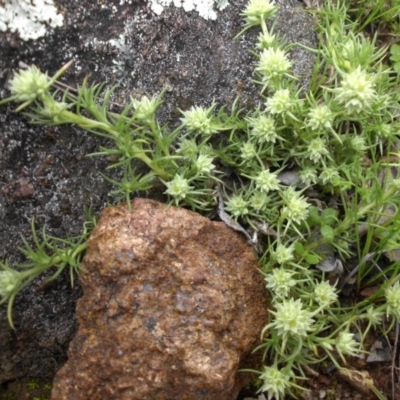 Scleranthus diander (Many-flowered Knawel) at Mount Ainslie - 18 Sep 2016 by SilkeSma