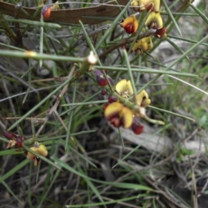 Daviesia genistifolia at Ainslie, ACT - 18 Sep 2016