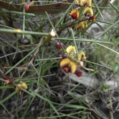 Daviesia genistifolia (Broom Bitter Pea) at Mount Ainslie - 18 Sep 2016 by SilkeSma