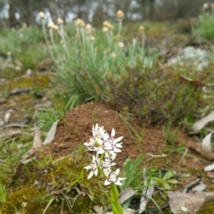 Wurmbea dioica subsp. dioica (Early Nancy) at Nicholls, ACT - 17 Sep 2016 by Ant736