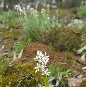 Wurmbea dioica subsp. dioica at Nicholls, ACT - 18 Sep 2016 02:07 AM