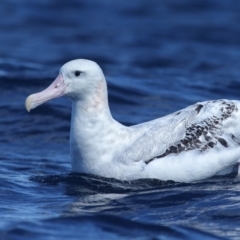 Diomedea exulans (Wandering Albatross) at Undefined - 7 Sep 2014 by Leo
