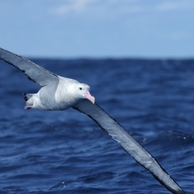 Diomedea exulans (Wandering Albatross) at Undefined - 6 Sep 2014 by Leo