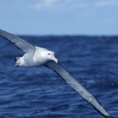 Diomedea exulans (Wandering Albatross) at Undefined - 6 Sep 2014 by Leo
