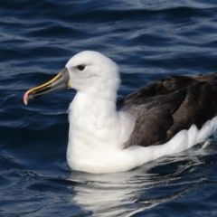 Thalassarche carteri (Indian Yellow-nosed Albatross) at Eden, NSW - 14 Aug 2015 by Leo