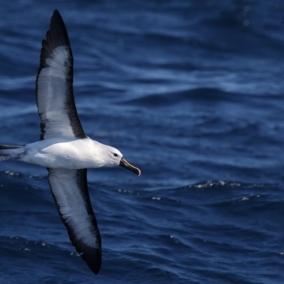 Thalassarche carteri (Indian Yellow-nosed Albatross) at Undefined - 4 Sep 2016 by Leo