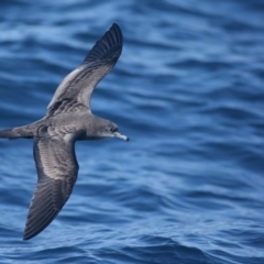 Ardenna pacifica (Wedge-tailed Shearwater) at Undefined - 21 Sep 2013 by Leo