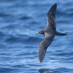 Ardenna pacifica (Wedge-tailed Shearwater) at Undefined - 22 Sep 2013 by Leo