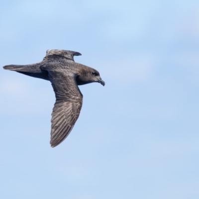 Pterodroma solandri (Providence Petrel) at Undefined - 4 Sep 2016 by Leo