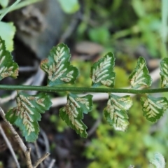 Asplenium flabellifolium at Kowen, ACT - 17 Sep 2016