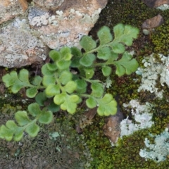 Pleurosorus rutifolius (Blanket Fern) at Molonglo Gorge - 16 Sep 2016 by KenT